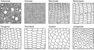 Introduction Mindo Tropical Herping Scale Drawing Texture Drawing Snake Drawing