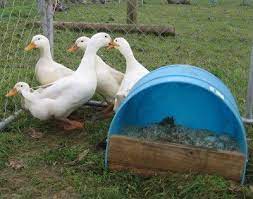 120 Ducks Adn Geese Ideas Goose Raising Ducks Duck