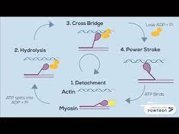 The Sliding Filament Theory Of Muscle Contraction Four Steps Youtube In 2021 Medical Student Study Muscle Contraction Biology Notes
