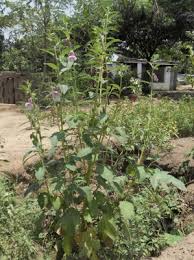 Image result for Sesamum radiatum