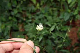 Image result for Hibiscus migeodii