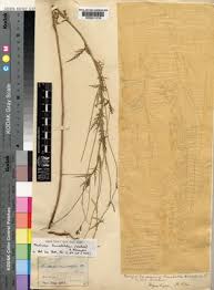 Image result for Tricliceras lanceolatum