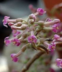 Image result for Kalanchoe latisepala