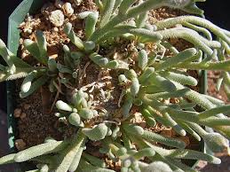Image result for Macrotyloma tenuiflorum