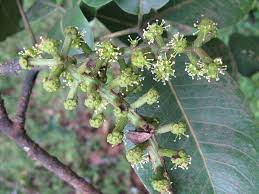 Image result for Astropanax