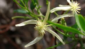 Image result for Clematis commutata