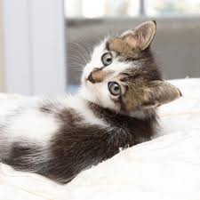 Le vocabulaire lié à la mer, à la marine à voile, a laissé de nombreuses expressions dans le langage courant et nombreuses sont les métaphores. De 100 Noms De Chat Avec Signification