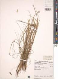 Image result for Elionurus tripsacoides