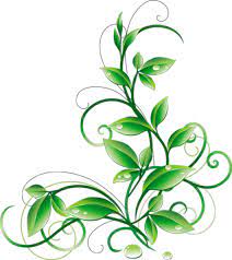 Floral Green Leaves And Water Droplets Png Clipart Png 714 800 Flower Art Drawing Leaves Vector Flower Art