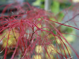 We did not find results for: Fairy Hair Maple Acer Palmatum Japanese Maple Tree Acer