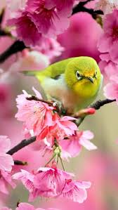 Love beautiful images of flowers and birds. Wallpaper Ptichka Na Vesennem Dereve Derevya Pticy Vesna Cvety Flowers Plants Nature Picsfab Com Desktop Wallpaper Pretty Birds Beautiful Birds Bird