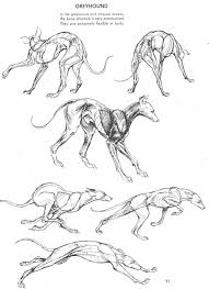 Art Of Animal Drawing Dog Anatomy Animal Drawings Anatomy Art