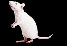 Mouse is variously defined as any animal belonging to the genus mus of the family muridae of the mammal order rodentia; Mmpc Welcome