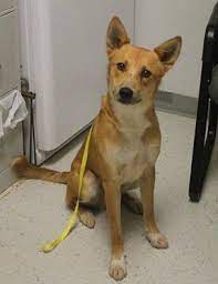 Sammy Adopted September 13 2016 Wise County Animal Shelter Decatur Texas Animal Shelter Animals Carolina Dog