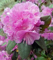 P J M Rhododendron Rhododendron X P J M H 1 Usda Hardiness Zone 4 8 Hardy Variety With Small Bright Lavender P Woodland Garden Rhododendron Plants