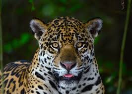 Learn the correct american english pronunciation of the feline in the panthera g. Pantanal Nature Jaguar Trip Review Of Pantanal Nature Cuiaba Brazil Tripadvisor