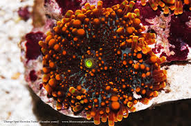 Collectors Choice Wysiwyg Item Orange Spot Ricordea Yuma Ricordea Yuma Orange Food Meat Jerky