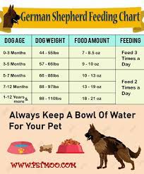 German Shepherd Dog Breed Information And Health Problems Petmoo