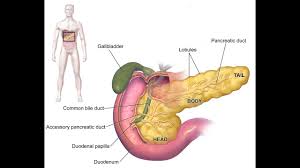 Maybe you would like to learn more about one of these? Oscar Pancreas à®•à®£ à®¯à®® Kanayam Youtube