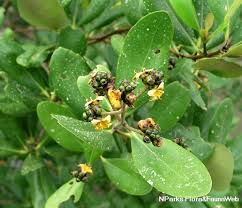 Image result for Avicenniaceae