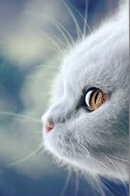 Sirin Kedi Duvar Kagidi Phoneky Den Telefonunuza Bedava Indirin
