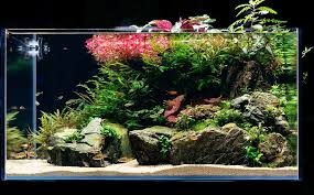 You can basically call it underwater gardening. Freshwater Aquascaping Techniques For Beginners The Aquarium Club