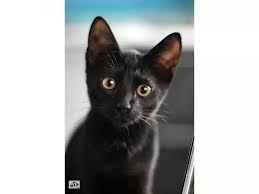 bengalskaya koshka koshki bengalskij kot kot bengal minileopard domashnie zhivotnye dikaya koshka