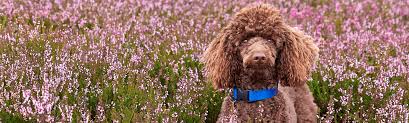 Joe rosenberg & team san diego county, ca. Pet Hospital Of Penasquitos Home Euthanasia