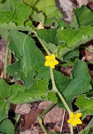 Image result for Cucumis engleri