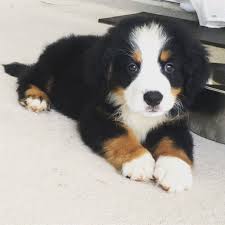 Justviral Net Find Viral Images Online Cute Dogs Cuddly Animals Bernese Mountain Dog Puppy