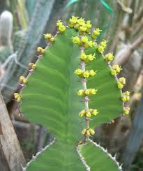 Image result for Monadenium fwambense