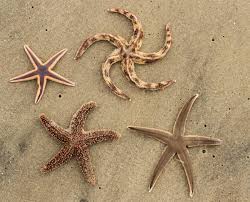 Dia cuma mengangkang di katil seperti tapak sulaiman. That Which We Call A Starfish Coastal Review