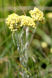 Image result for Helichrysum aureo-nitens