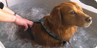 Tandis que des deux points malpropres, faibles et fonctionnants mal, sont un endroit de reproduction pour la maladie, la maladie et la mort. Hydrotherapie Pour Animaux Reeducation Du Chien Et Du Chat Alforme