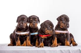 Doberman pinscher puppy for sale near north carolina, deep gap, usa. How To Choose The Best Doberman Puppy From A Litter Doberman Planet