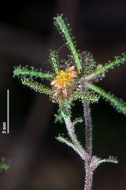 Image result for Sigesbeckia