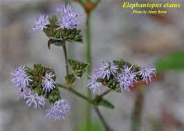 Image result for Elephantopus