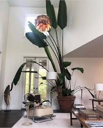 Giant Bird Of Paradise Houseplant Plantpotters Az Instagramon Massive Indoor Houseplant Who Would Love A Plant Like This In Their Home Plant Big Indoor Plants Indoor Plants Plants