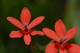 Image result for Freesia laxa