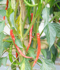 Maybe you would like to learn more about one of these? Cegah Virus Kuning Cabai Bebeja Com