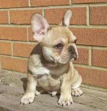 French bulldog differences in male vs female. Fawn Sable Male French Bulldog Dogs Puppies For Sale City Of Toronto Kijiji Bulldog French Bulldog French Bulldog Dog