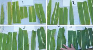 figure 2 from using a simple leaf color chart to estimate