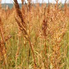 Image result for Sorghastrum