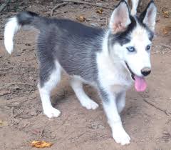 Black And White Siberian Husky Puppy Traditional Black And White Husky Open Mask Husky Puppy White Husky Siberian Husky Puppies