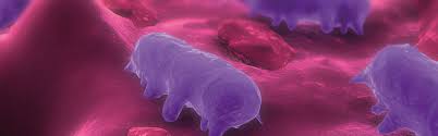 They were first discovered by an american scientist named dr. Salmonella In Pigs Salmonellosis Biomin Net