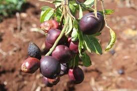 Image result for Anisophyllea boehmii