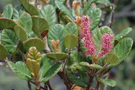 Image result for Cunonia