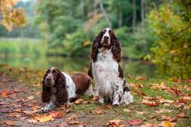 We did not find results for: English Springer Spaniel Breed Guide Info Pictures Care More Pet Keen