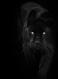 Black Panther Zwarte Panter Wilde Dieren Grote Katten