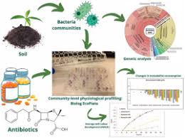 Image result for Crepidorhopalon tenuis